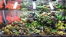 Ableger bucephalandra aquarium gebraucht kaufen  Bremen