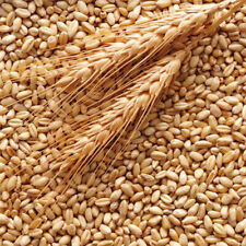 Grano duro uso usato  Altamura