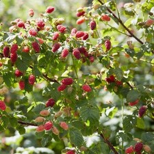 Tayberry medana plants for sale  SOUTHAMPTON