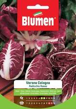Blumen. semi radicchio usato  Italia