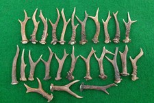 Rehbock abwurfstangen hirschge gebraucht kaufen  Frankenblick, Schalkau
