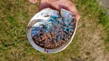 Abalone shell polished for sale  WOKING