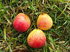 Sorbus domestica service for sale  ST. ASAPH