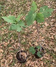 Two black mission for sale  San Antonio