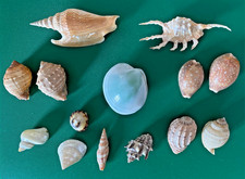 Collezione conchiglie decorati usato Collezione conchiglie decorati usato  Salerno