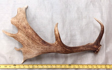 Natural real fallow for sale  USA