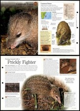 Common tenrec mammals for sale  SLEAFORD