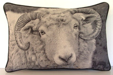 Big horn sheep for sale  College Grove