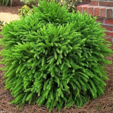 Cryptomeria little champion for sale  SOUTHAMPTON