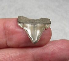 Rare .80 palaeocarcharodon for sale  Strasburg