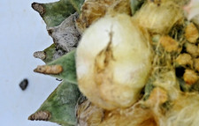 Kakteen kaktus ariocarpus gebraucht kaufen  Deutschland