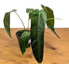 indoor type plants for sale  Danielson