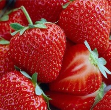 100 strawberry seeds for sale  Marshville