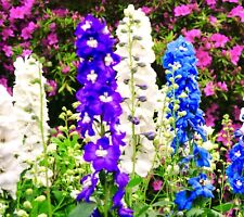 180x delphinium pacific for sale  DEWSBURY