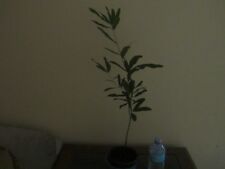 Willow oak tree for sale  Charlotte