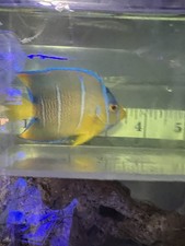 Wysiwyg juvenile hybrid for sale  Garden City