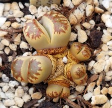 Lithops dorotheae c124 for sale  DARLINGTON