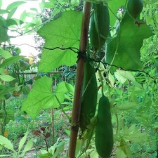 Graines courge luffa d'occasion  Le Pradet