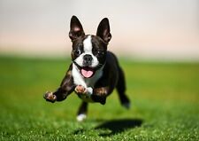 Playing boston terrier for sale  SELBY