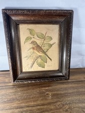 Vintage framed bird for sale  Charleston