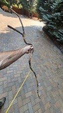 Dried wisteria vine for sale  Twin Falls