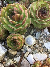 Sempervivum ableger seven gebraucht kaufen  Altendorf