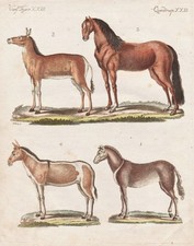 Wildpferde wild horses gebraucht kaufen  Seubersdorf
