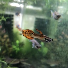 Breeding pairs fry for sale  Winchester