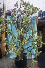 Bonsai jade crassula for sale  San Marcos