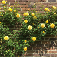 Rosa rampicante gialla usato  Trappeto
