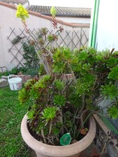 Grand lot boutures d'occasion  Saint-Cyprien