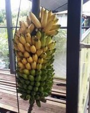 Pisang ceylon musa for sale  Hurley