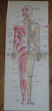 Grand dessin anatomie d'occasion  Périgueux