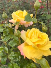 Peace rose bare for sale  WISBECH