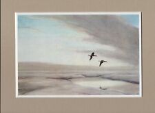 Peter scott curlews for sale  SPALDING