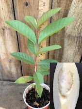 Rare cream white for sale  Temple City