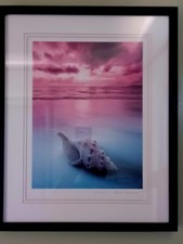 Peter lik shell for sale  Alhambra
