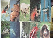 Nestle wonders postcards d'occasion  Expédié en Belgium