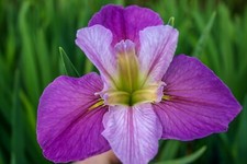 Louisiana iris colorific for sale  Fairdale