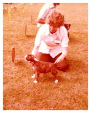 70s dog race for sale  USA
