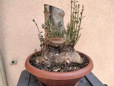 Prebonsai olivastro valle usato  Staiti