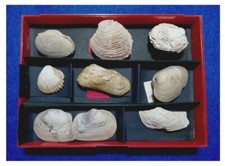 Piccola collezione fossili usato  Napoli