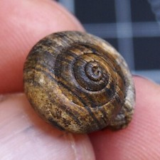 Moluscos fósseis bivalves formação caracol Cepaea Rüssingen 17 mm Schnecke 314 comprar usado  Enviando para Brazil