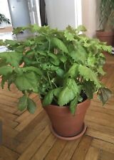 200 semi shiso usato  Spedire a Italy