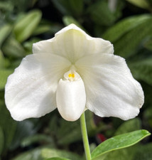 Rare paphiopedilum ang for sale  LONDON