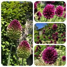 Kugellauch allium sphaerocepha gebraucht kaufen  Bayreuth