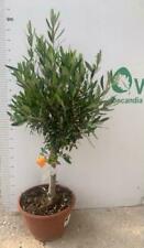 Pianta ulivo bonsai usato  Altamura