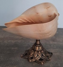 Curiosité taxidermie coquilla d'occasion  Montpellier-