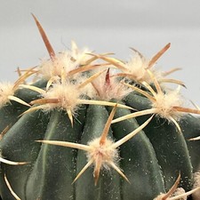 Echinocactus texensis vaso usato  Monterosso Almo