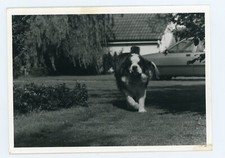 Photo snapshot .1960 d'occasion  Avignon
